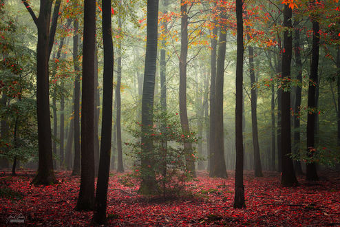 Обои на рабочий стол Осенний лес в легком тумане, фотограф Janek Sedlar