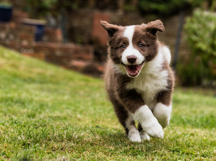 Обои на рабочий стол Радостный пес породы Border collie / Бордер-колли бежит на встречу хозяину по зеленой траве
