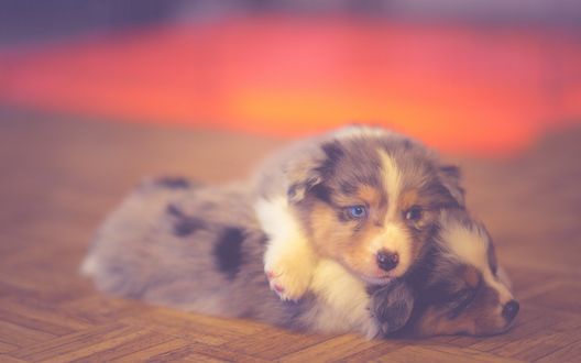 Обои на рабочий стол Два щенка австралийской овчарки / australian shepherd лежат на полу