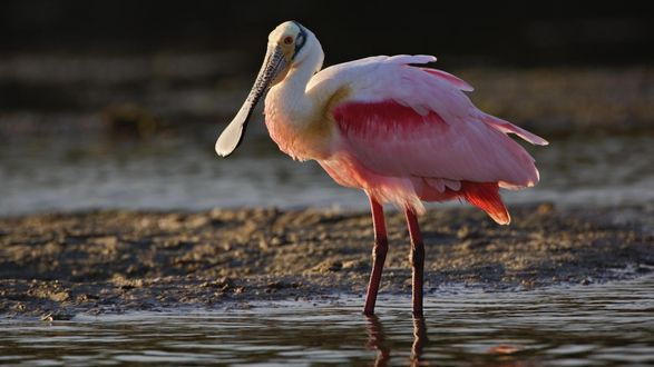 Обои на рабочий стол Розовая птица стоит в воде