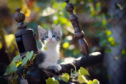 Обои на рабочий стол Голубоглазый маленький котенок, фотограф Коротун Юрий