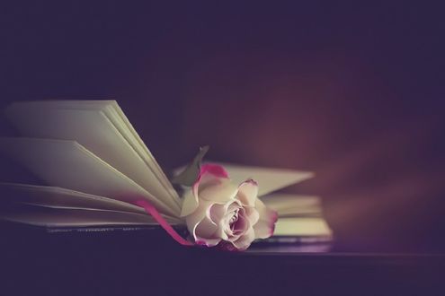 Обои на рабочий стол Нежная роза лежит в открытой книге