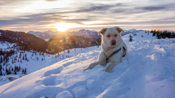 Обои на рабочий стол Белый пес лежит на снегу в горах, на закате, Alps, Austria / Альпы, Австрия