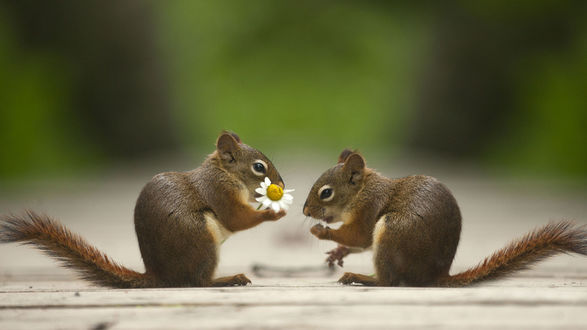Обои на рабочий стол Белочка дарит другой белочке ромашку, фотограф Andre Villeneuve