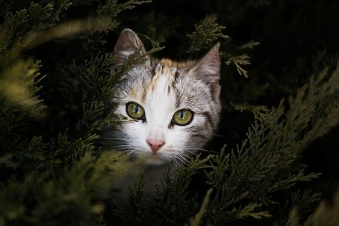 Обои на рабочий стол Полосатый котенок среди еловых ветвей