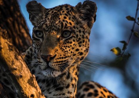 Обои на рабочий стол Леопард на дереве, фотограф Chris Fischer