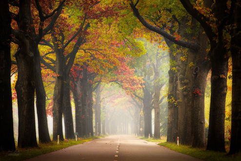 Обои на рабочий стол Дорога вдоль осенних деревьев, фотограф Janek Sedlar