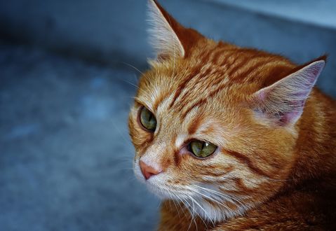 Обои на рабочий стол Рыжая кошка с зелеными глазами, by Alexas_Fotos