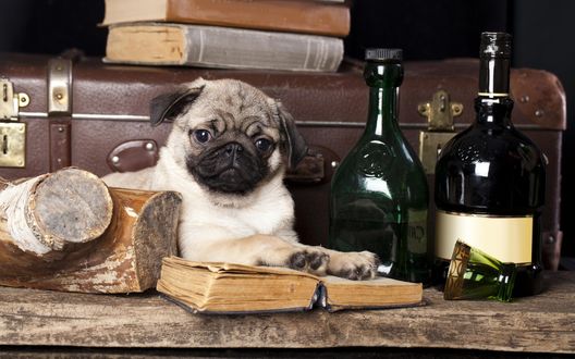 Обои на рабочий стол Щенок мопса лежит на книге, рядом стоят бутылки с вином, лежит бревно и чемодан с книгами