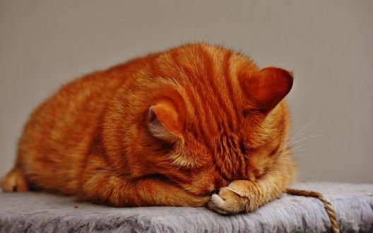 Обои на рабочий стол Рыжий кот спит спрятав мордочку