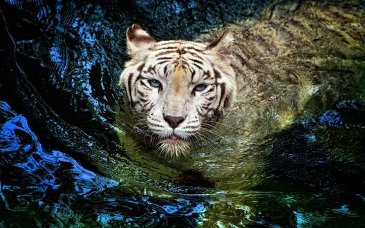 Обои на рабочий стол Белый тигр в воде