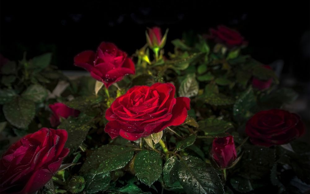 Обои для рабочего стола Куст красных роз, покрытых каплями, в темноте