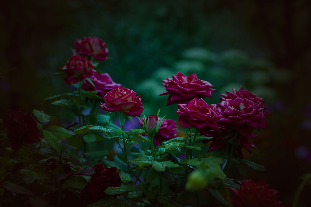 Обои для рабочего стола Темно-розовый куст розы в темном саду, фотограф Валерий Черняк