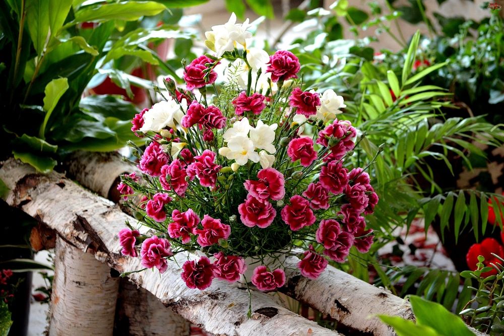 Обои для рабочего стола Розовые и белые цветы Carnation / Гвоздики на березовом срубе