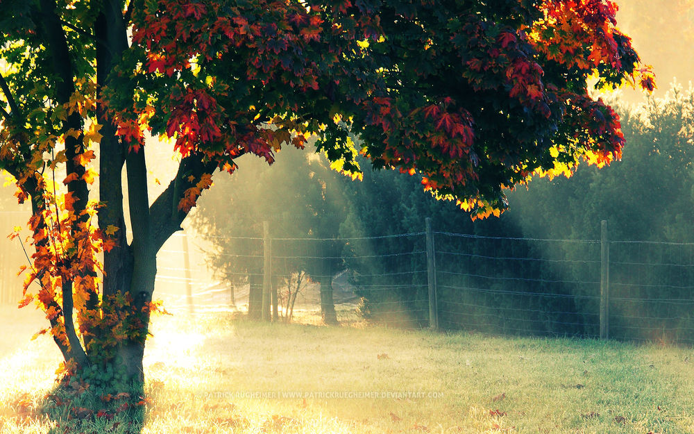 Обои для рабочего стола Осеннее утро / Autumn morning by Patrick Rugheimer