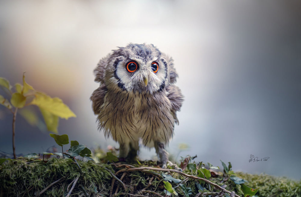 Обои для рабочего стола Серая сова стоит на земле, фотограф Tanja Brandt