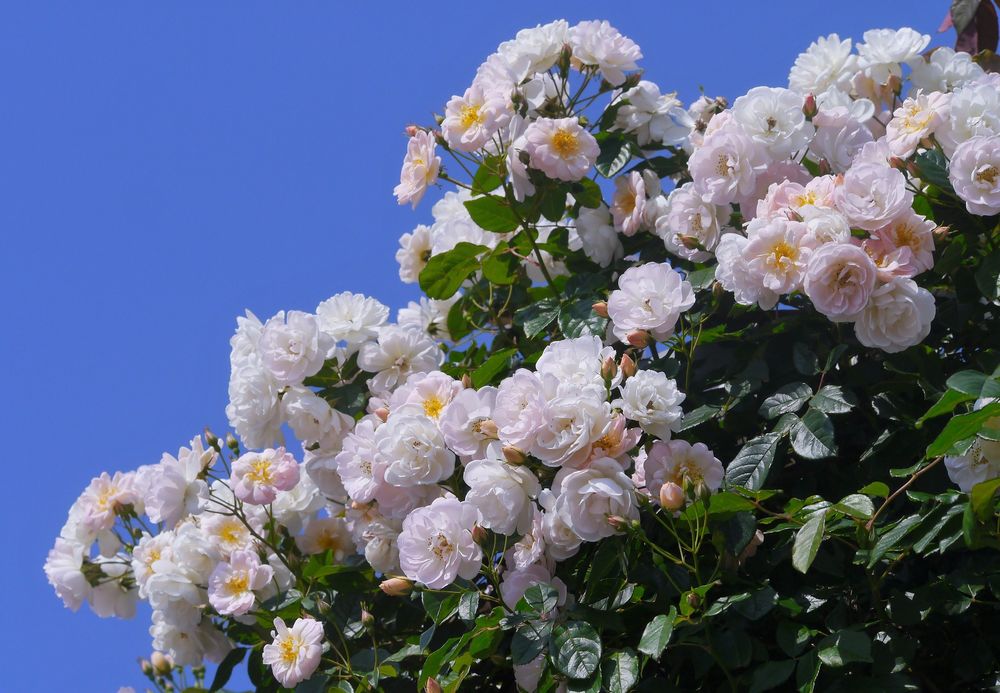 Белые розы на фоне неба фото