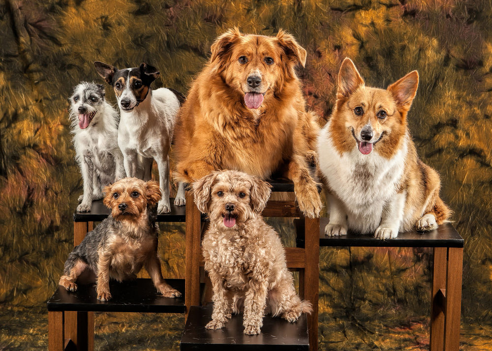 Фото собак разных пород с названиями по алфавиту