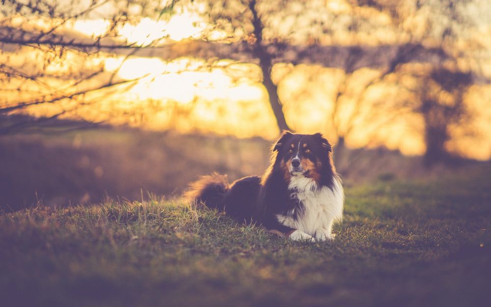 Обои для рабочего стола Черно-белый пес породы australian shepherd / Австралийская овчарка лежит на земле