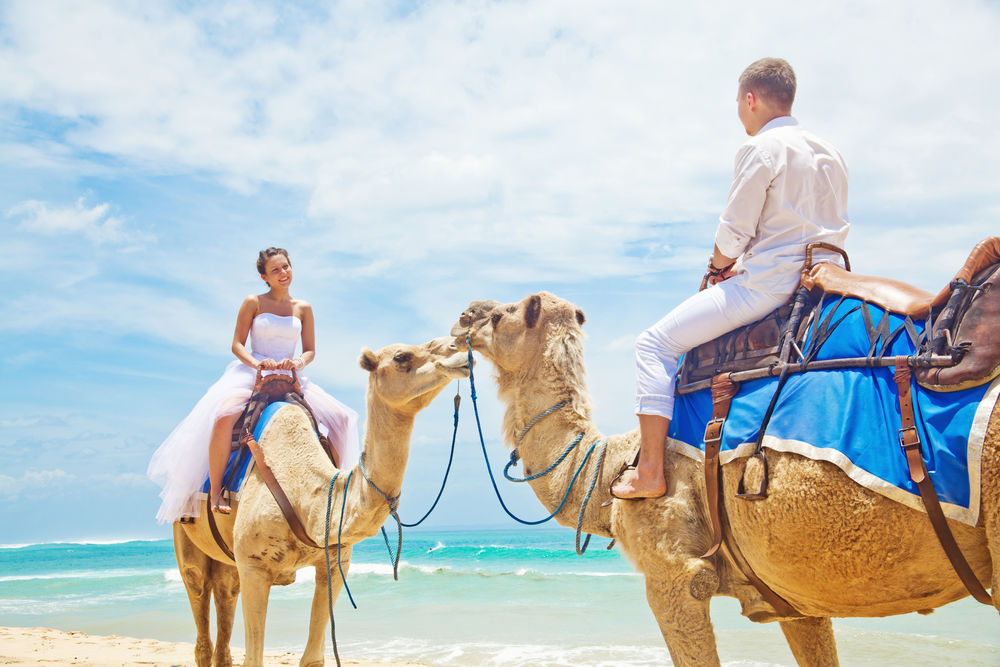 Обои для рабочего стола Жених и невеста на пляже под голубым небом, верхом на верблюдах