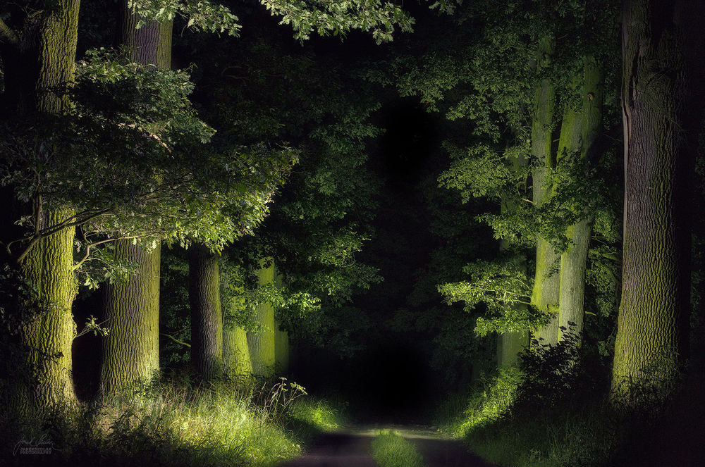 Обои для рабочего стола Дорога в ночном лесу, фотограф Janek Sedlar