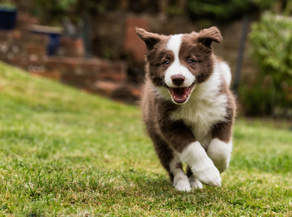 Обои для рабочего стола Радостный пес породы Border collie / Бордер-колли бежит на встречу хозяину по зеленой траве