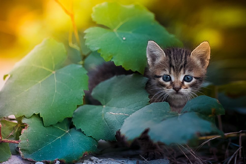 Обои для рабочего стола Голубоглазый котенок в зеленой листве, фотограф Коротун Юрий