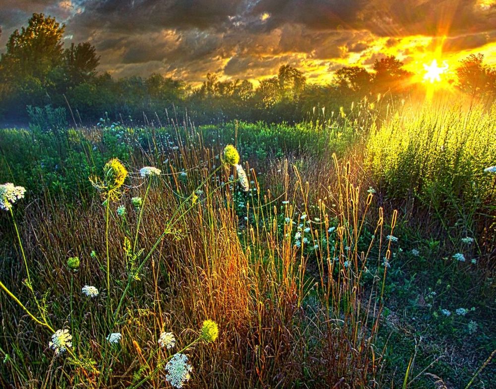 Обои для рабочего стола Закат солнца над полем, by Phil Koch