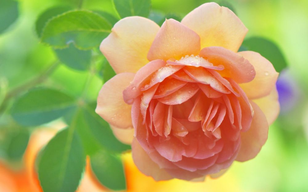 Обои для рабочего стола Бутон розово-желтой розы в капельках росы