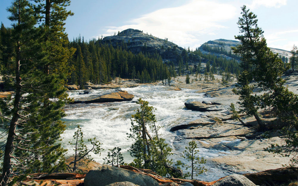 Обои для рабочего стола Бурная река, протекающая мимо елей в Yosemite National Park / Национальный парк Йосемити, California / Калифорния