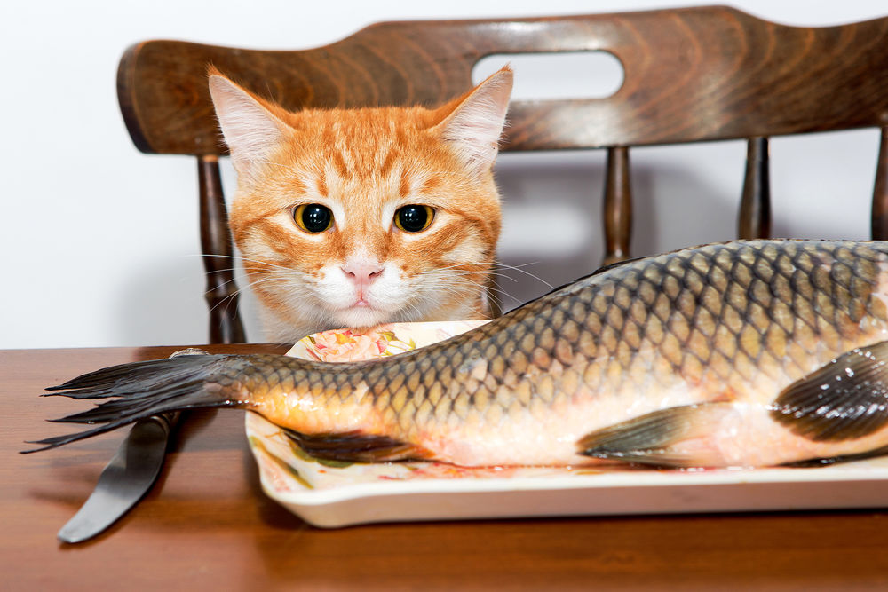 Обои для рабочего стола Рыжий кот смотрит на рыбу, которая лежит столе
