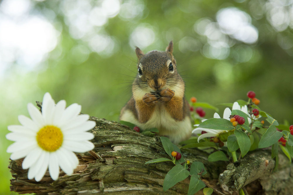 Обои для рабочего стола Белочка на упавшем дереве, фотограф Andre Villeneuve