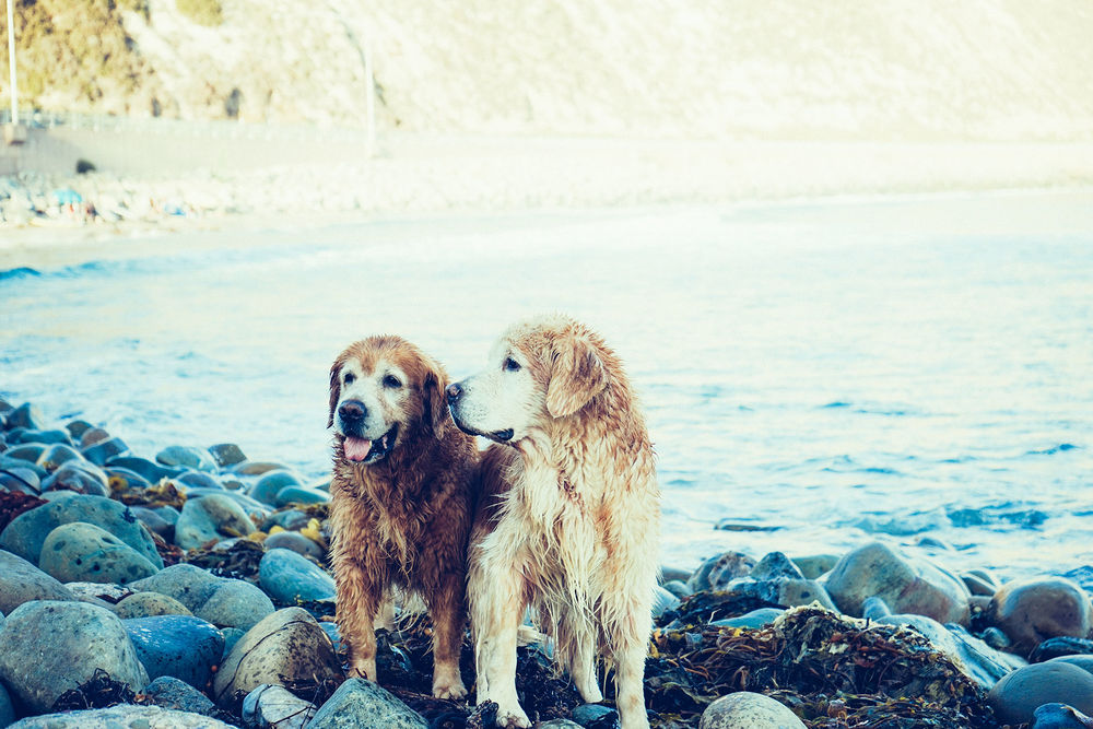 Обои для рабочего стола Две собаки на каменистом берегу моря