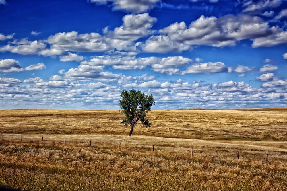 Обои для рабочего стола Одинокое дерево на поле, на фоне неба с живописными облаками, by David Mark