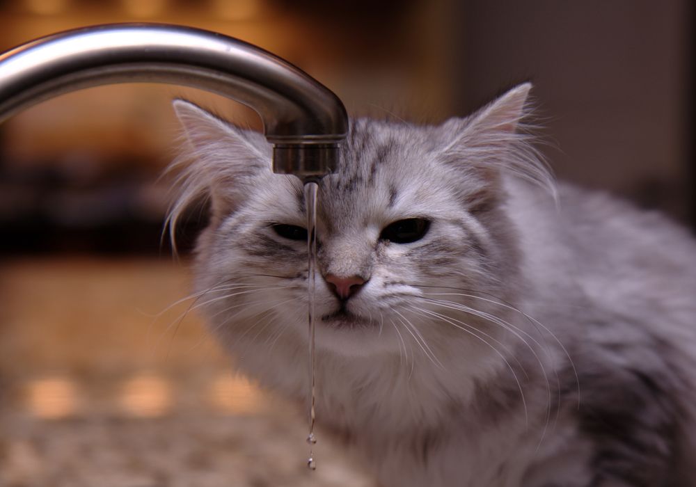 Обои для рабочего стола Кошка у крана с водой, by Mischi3vo