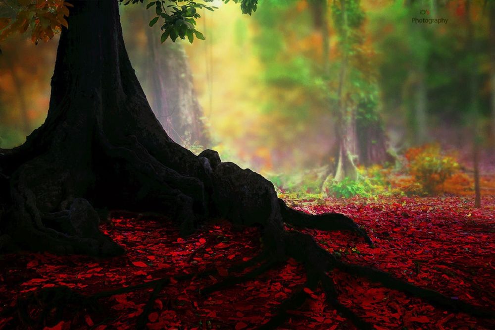 Обои для рабочего стола У огромного ствола дерева все усыпано красной листвой, фотограф iDs