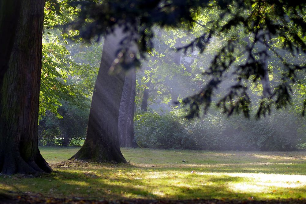 Обои для рабочего стола Лучи солнца над деревьями и травой в парке
