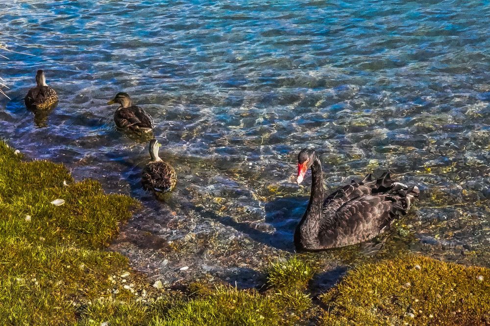 Обои для рабочего стола Черные лебеди плещутся в воде у берега