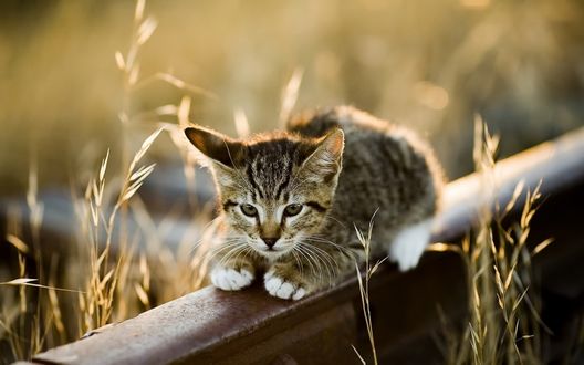Обои на рабочий стол Полосатый котенок лежит на рельсе