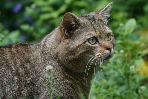Обои на рабочий стол Дикая лесная кошка в профиль