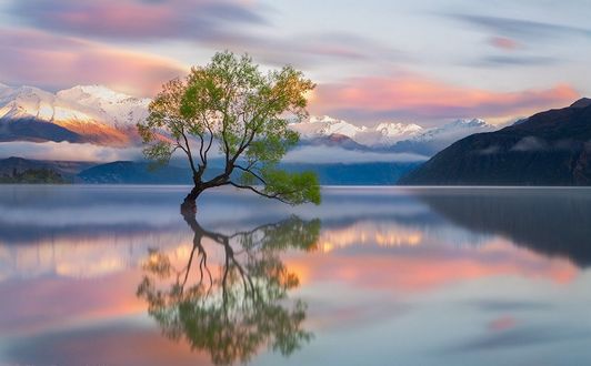 Обои на рабочий стол Одинокое дерево на озере