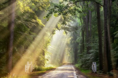 Обои на рабочий стол Солнечные лучи освещают дорогу, фотограф Lars van de Goor