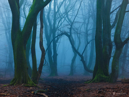 Обои на рабочий стол Туманный осенний лес, фотограф Lars van de Goor