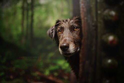 Обои на рабочий стол Выглядывающий мокрый пес, фотограф Anne Geier