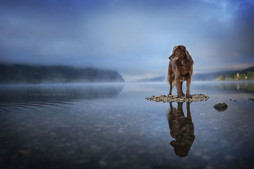 Обои на рабочий стол Собака стоит в окружении воды, фотограф Anne Geier