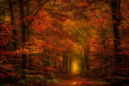 Обои на рабочий стол Осенний лес, фотограф Lars van de Goor