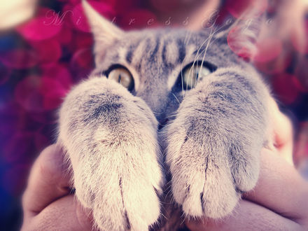 Обои на рабочий стол Полосатый кот на руках, by blondepassion