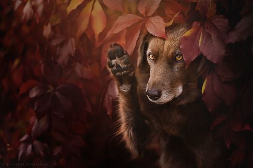 Обои на рабочий стол Пес с поднятой лапой стоит среди листвы, фотограф Anne Geier