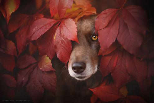 Обои на рабочий стол Пес стоит выглядывает из листвы, фотограф Anne Geier