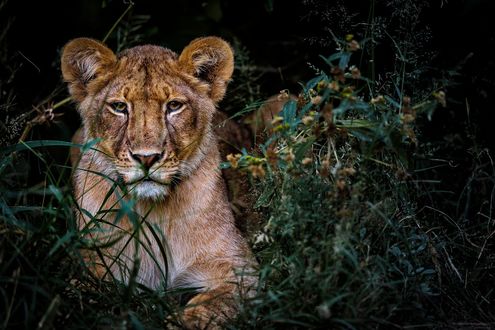 Обои на рабочий стол Молодой лев в траве, by Chris Fischer